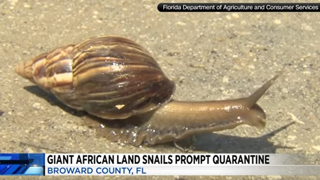 invasione in Florida delle lumache giganti