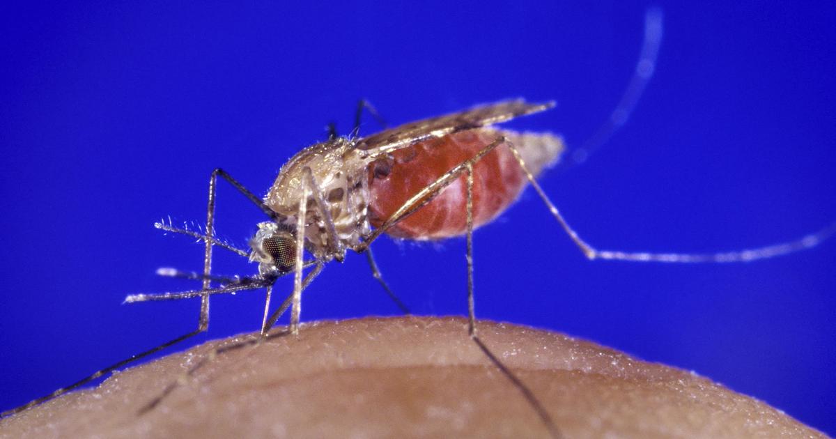 malaria negli USA