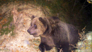 orso avvistato a Dimaro in Val di Sole