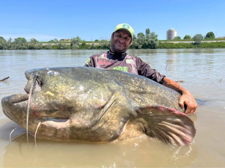 pesce gatto gigante