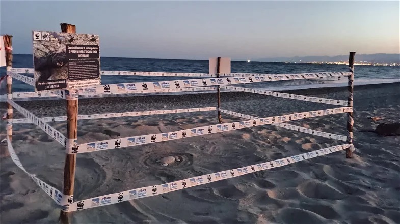 primo nido di tartaruga marina in Calabria