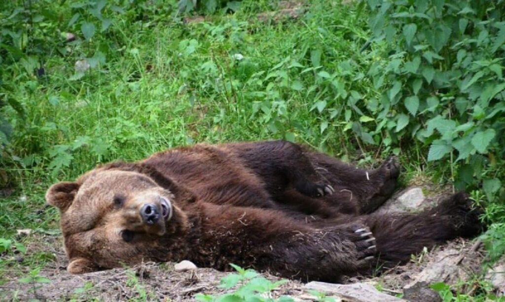 terzo orso morto in Trentino