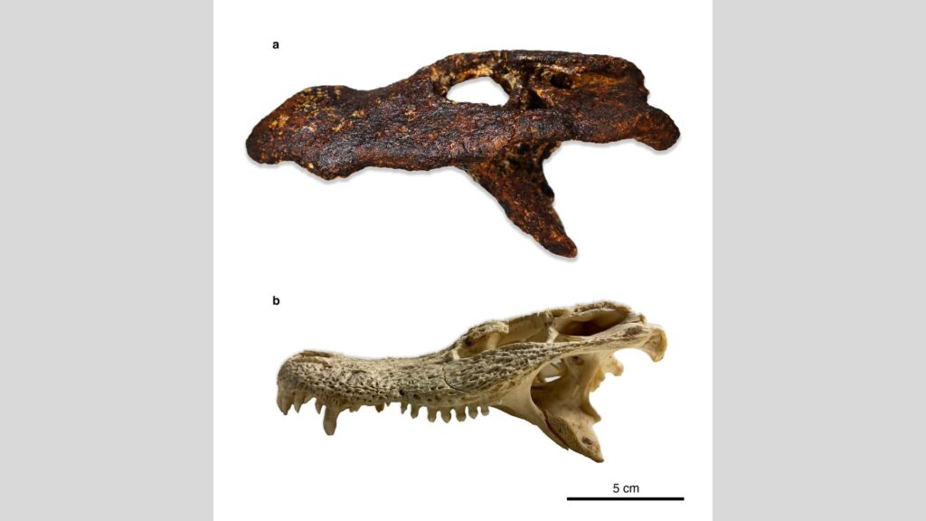 resti fossili alligatore asiatico