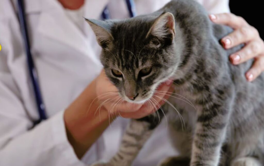 primo focolaio di aviaria nei gatti in Polonia