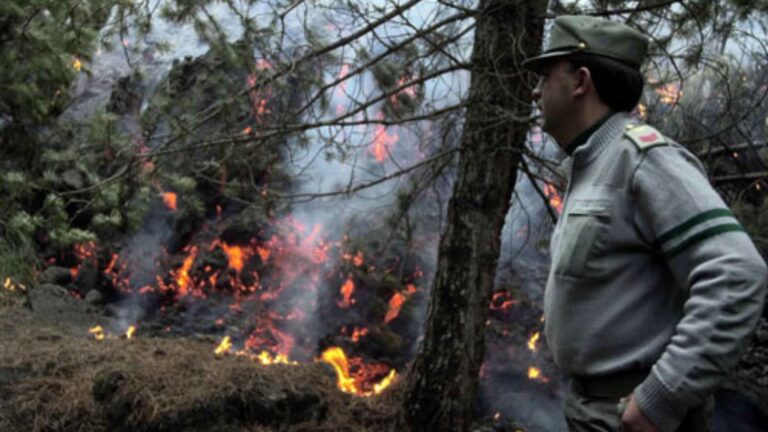 incendi e mancanza di organico della Guardia forestale in Sicilia