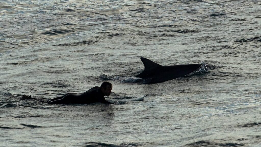 attacchi di delfini in Giappone