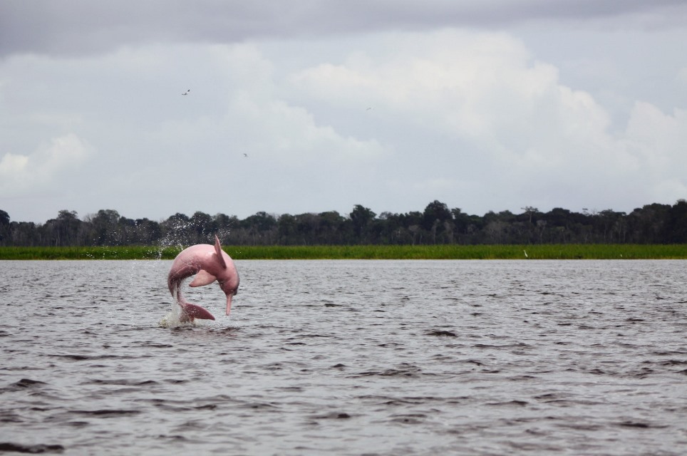 delfini di fiume in Amazzonia