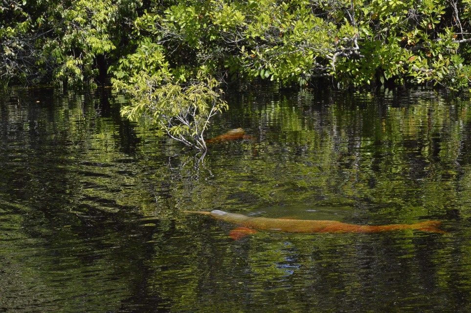 delfini di fiume