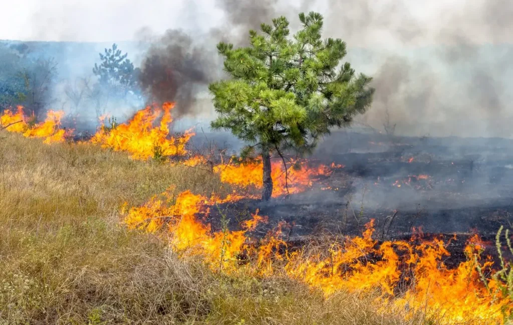 emergenza incendi