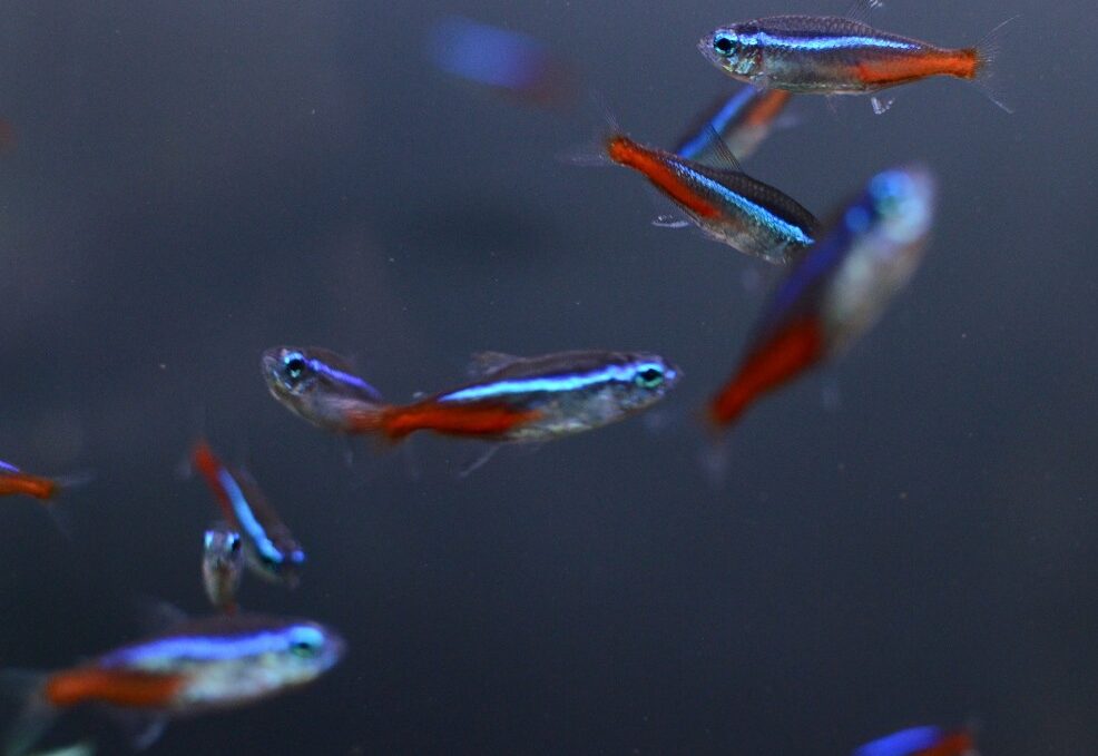 pesci neon tetra