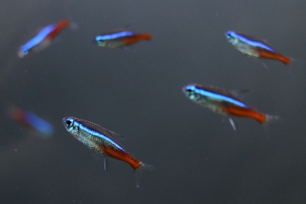 pesci neon tetra