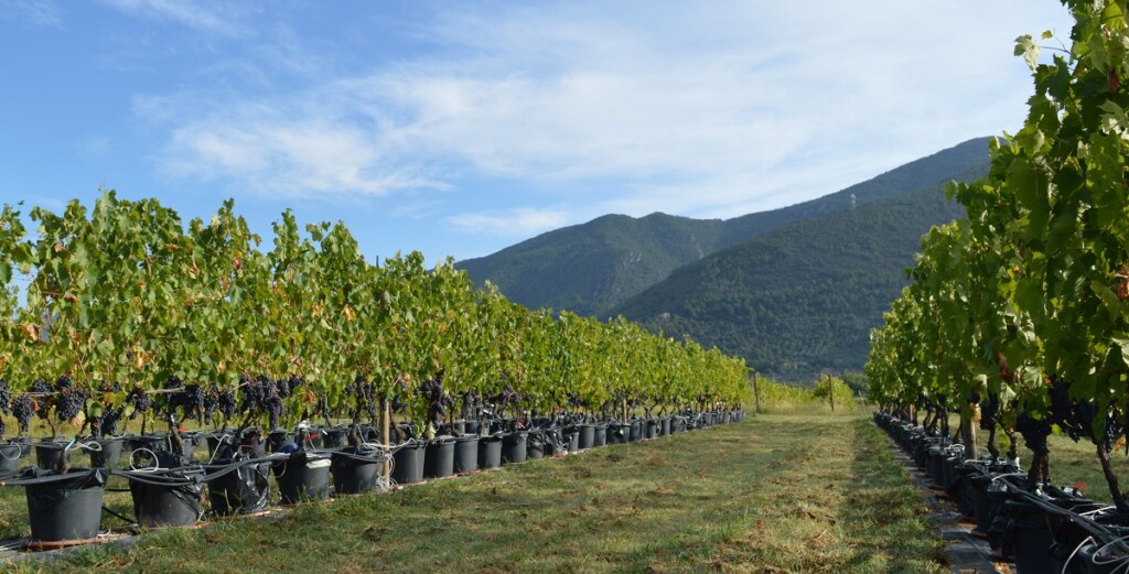 vino viti sperimentazione unipi