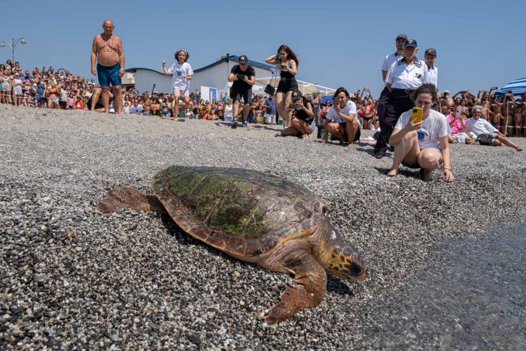 tartarughe caretta caretta brancaleone