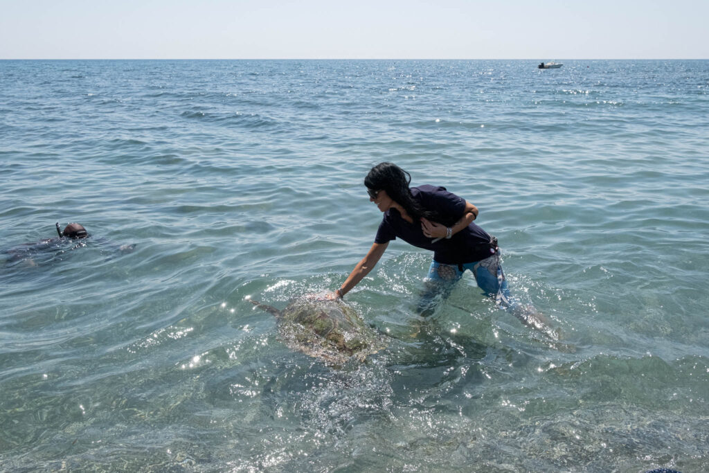 tartarughe caretta caretta brancaleone