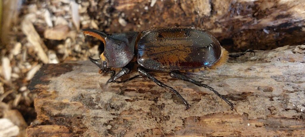 scarabeo gigante