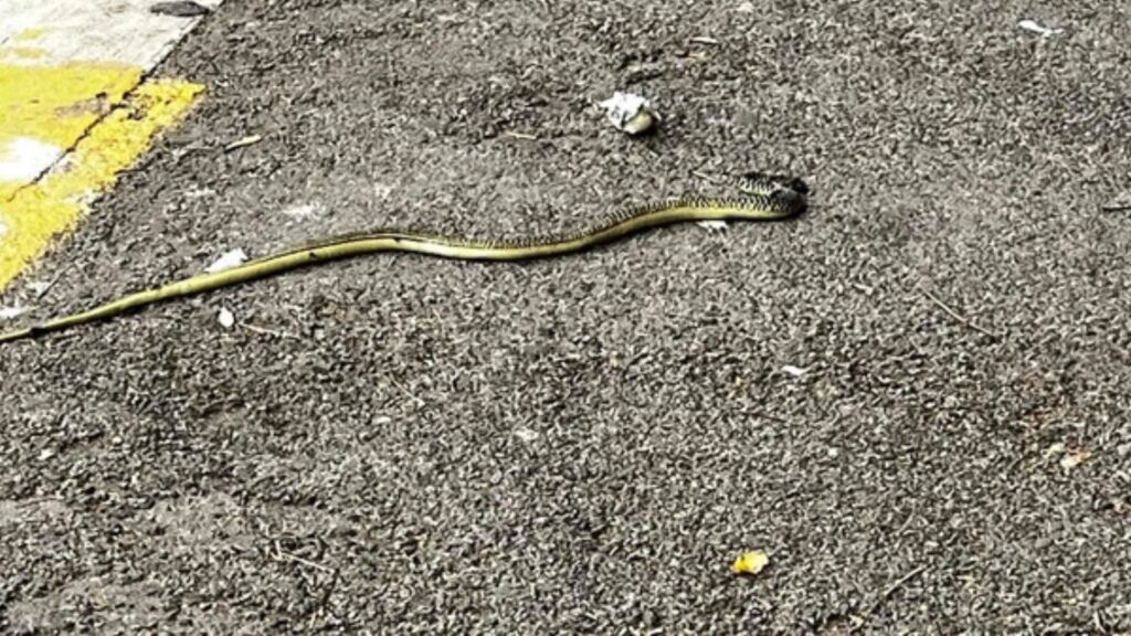 serpente avvistato a Roma