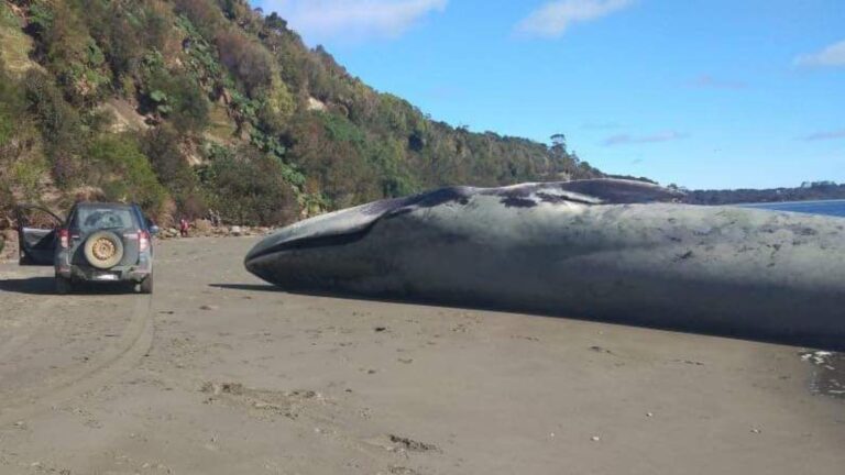 balenottera trovata morta in una spiaggia del Cile