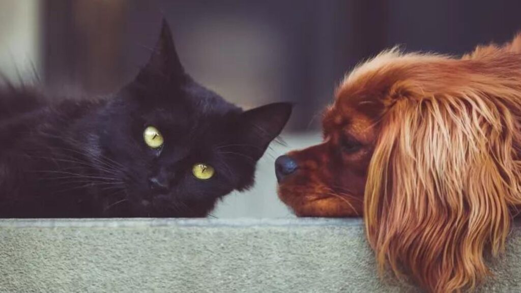 cani e gatti risentono del caldo