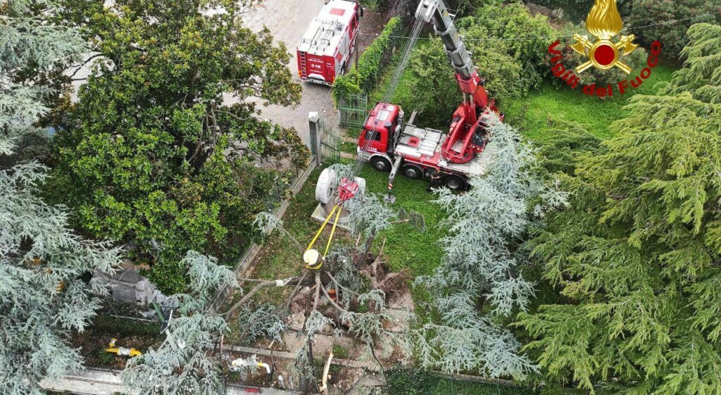 albero canale Camuzzoni a Verona