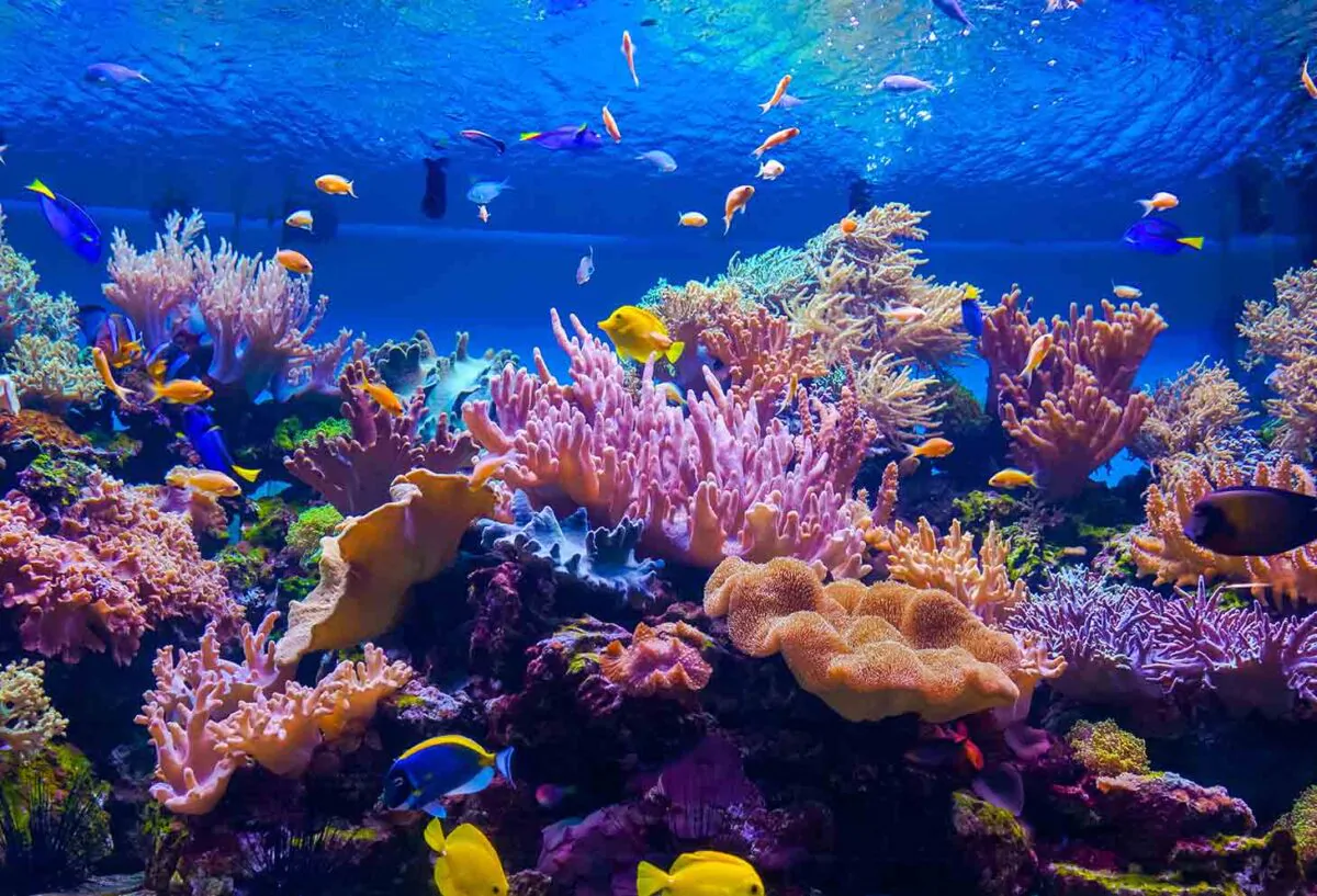 Barriere coralline a rischio nel mare sempre più caldo - Aula di Scienze