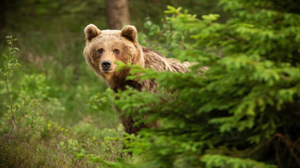 incontro ravvicinato con l'orso