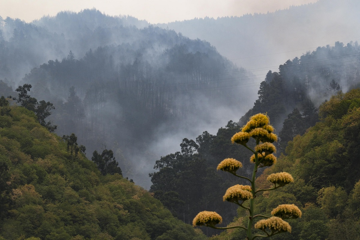 spagna incendi tenerife