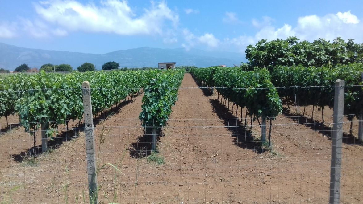 vendemmia vino Vigneto Calabria