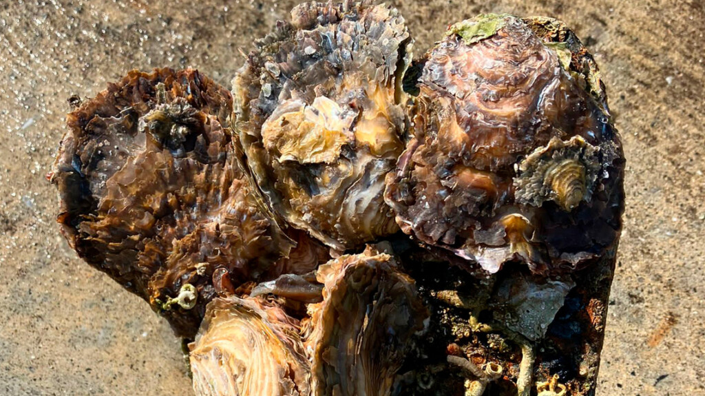 Liguria scarti molluschicoltura reef mare