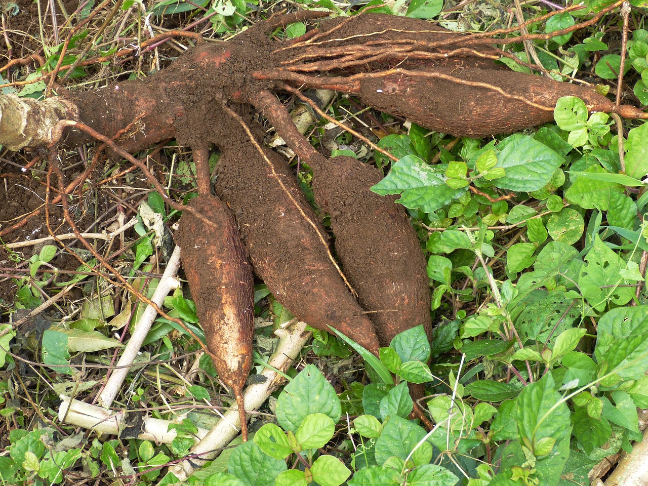 Tapioca: proprietà, uso e controindicazioni dell'amido della manioca