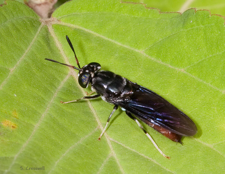 Mosca soldato nera