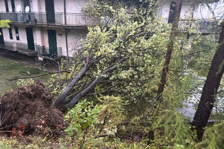 albero caduto vento maltempo generico