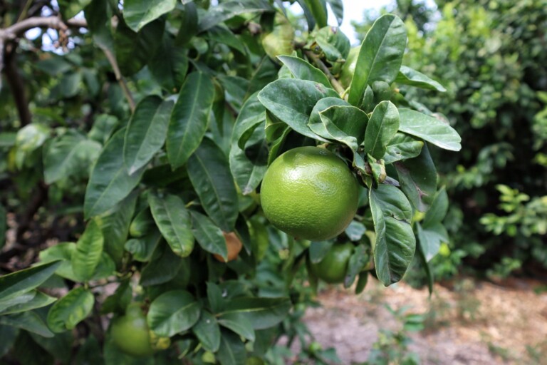 bergamotto reggio calabria