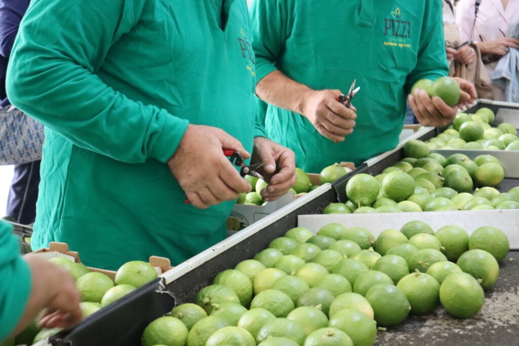 bergamotto reggio calabria