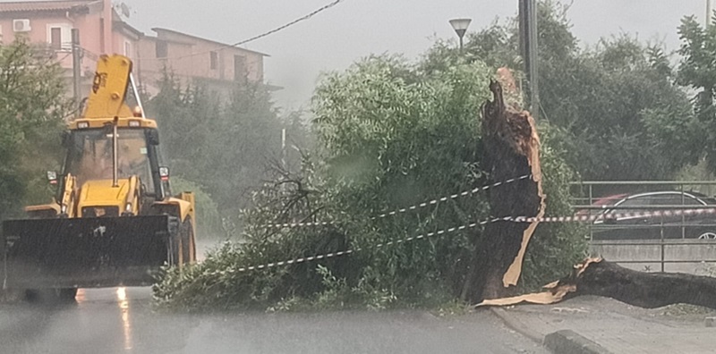 albero caduto maltempo