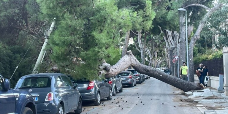 albero caduto palermo