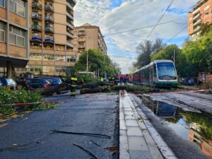 albero caduto roma