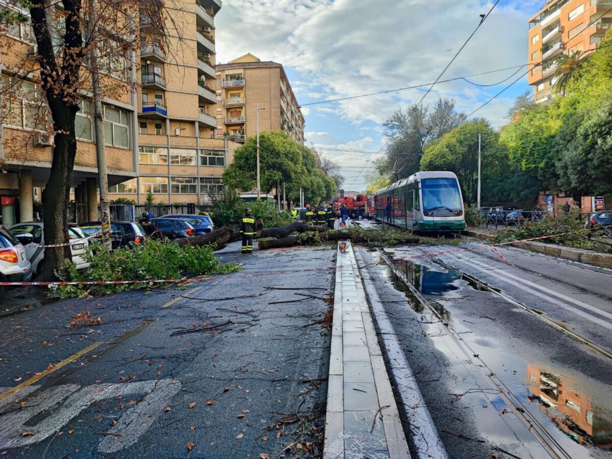 albero caduto roma