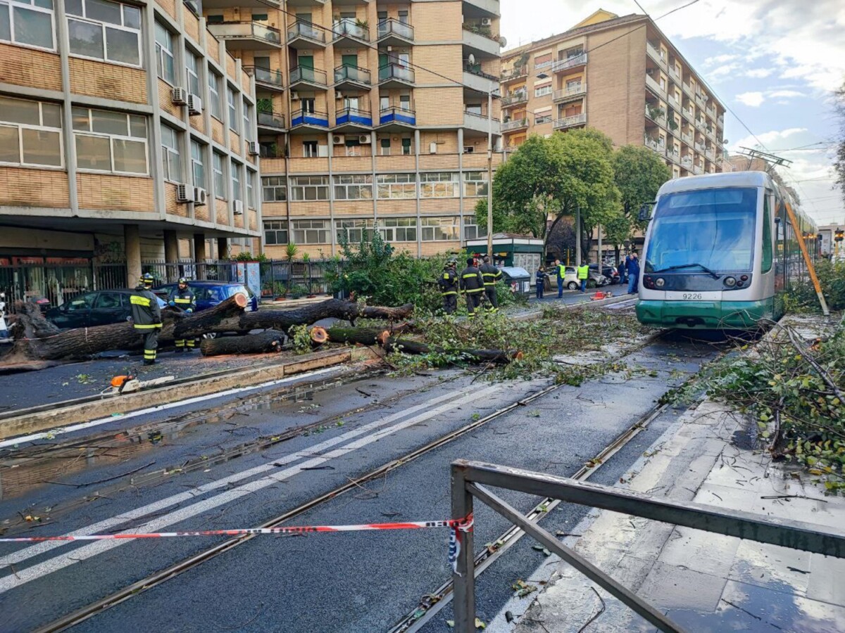 albero caduto roma