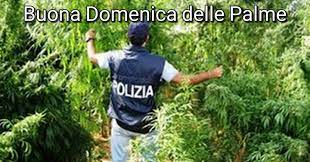 buongiorno buona domenica delle palme