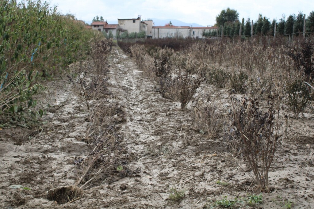 danni maltempo toscana