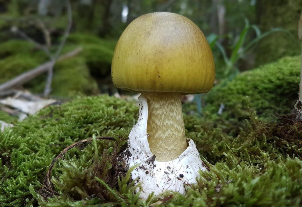 fungo Amanita phalloides