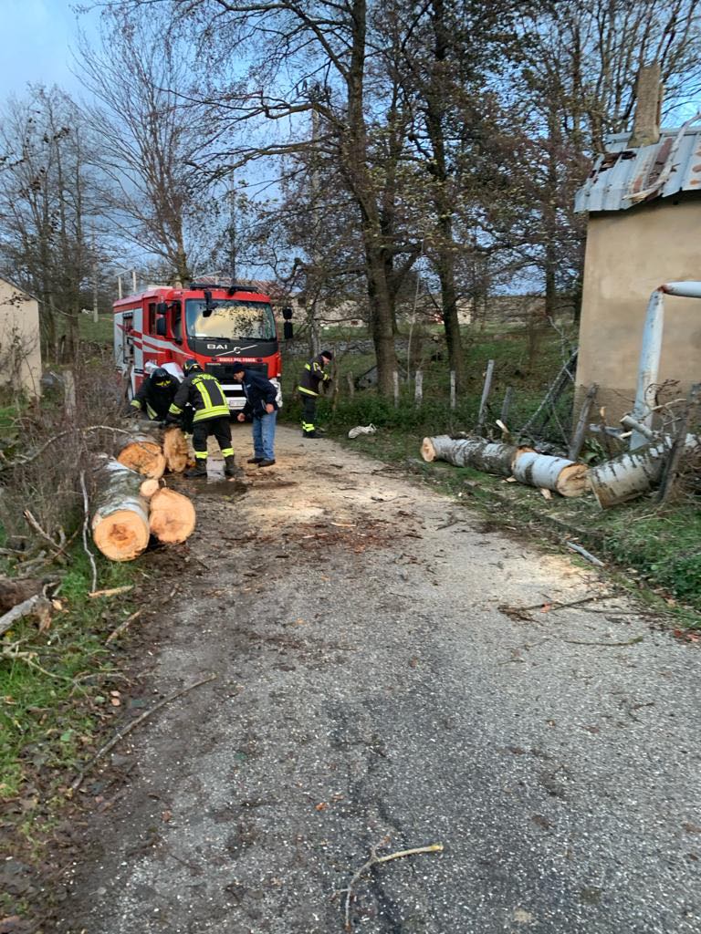 maltempo vigili fuoco albero