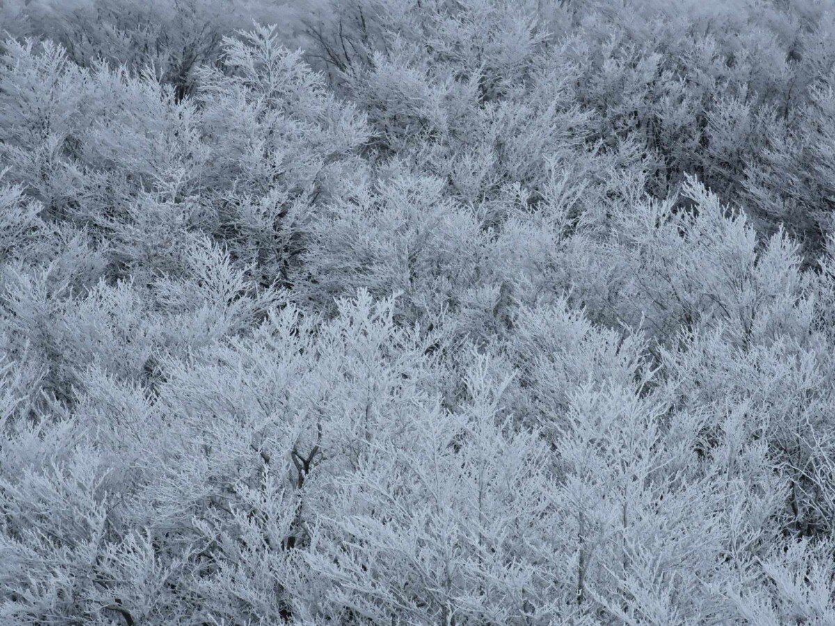 neve aspromonte