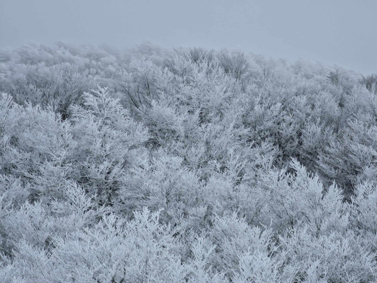 neve aspromonte