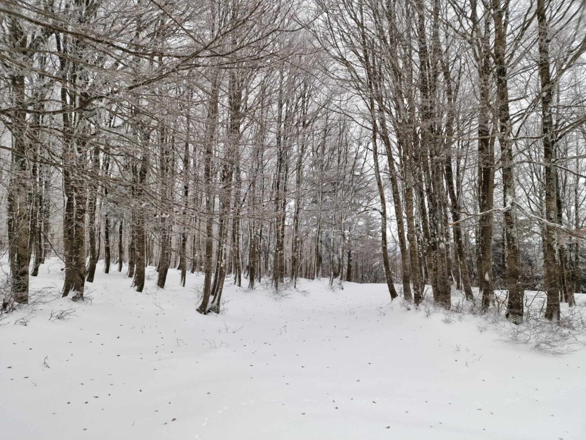 neve aspromonte