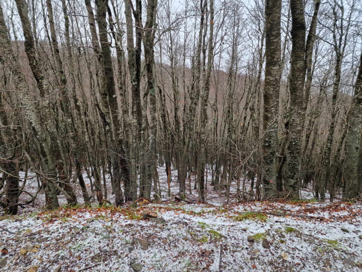 neve aspromonte 25 novembre