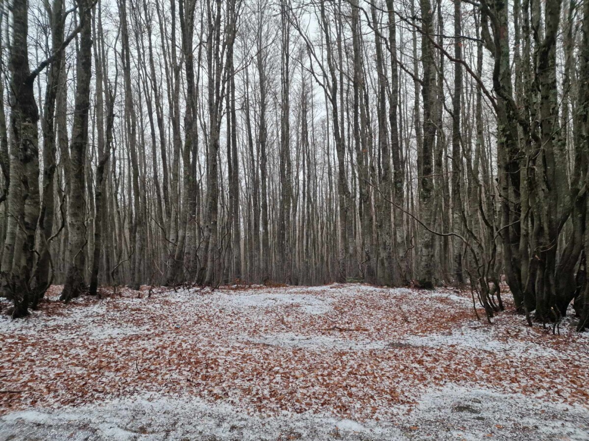 neve aspromonte 25 novembre