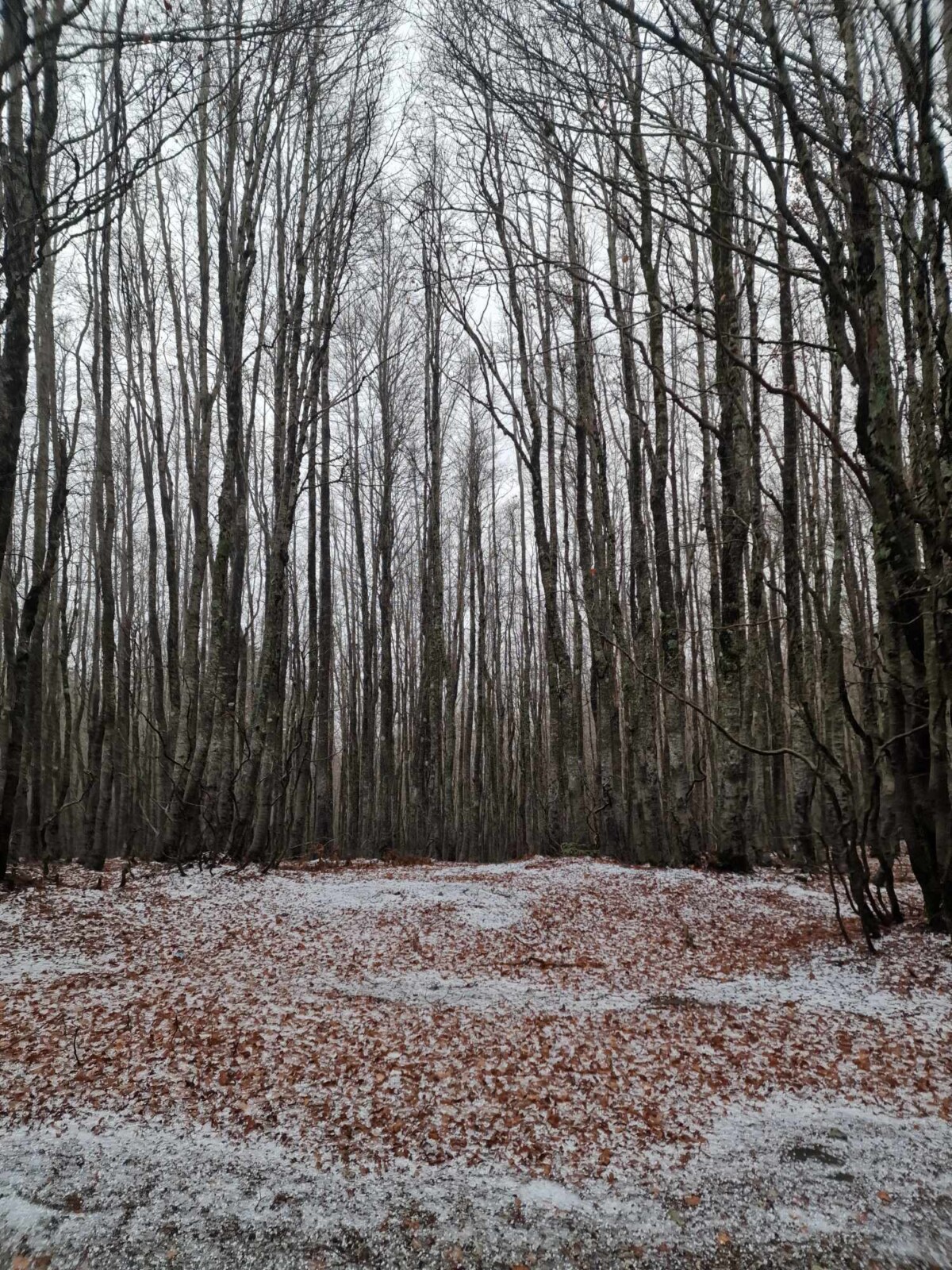 neve aspromonte 25 novembre