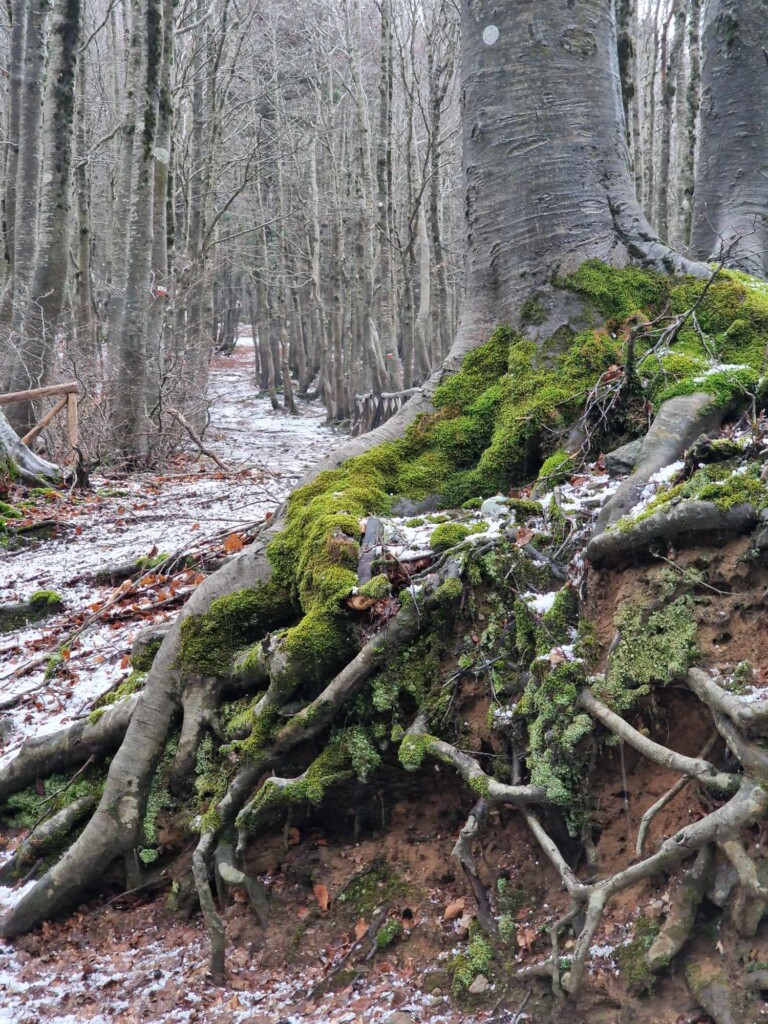 neve aspromonte 25 novembre