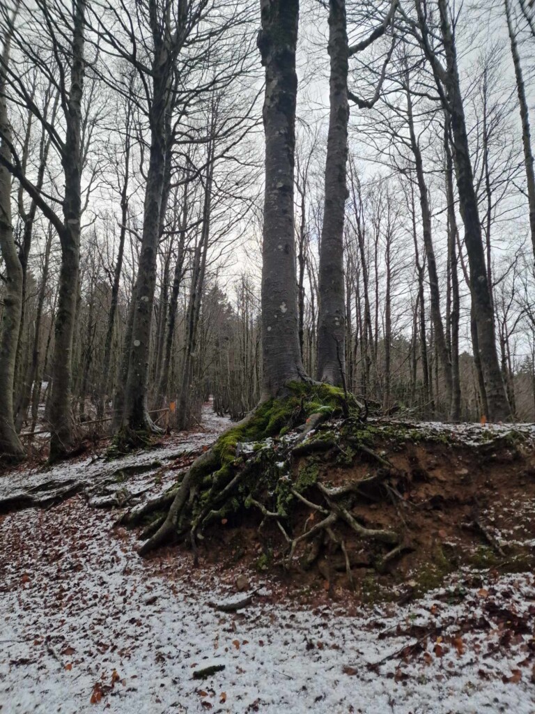 neve aspromonte 25 novembre